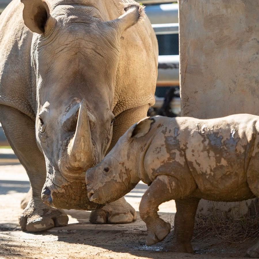 Baby White Rhino Born at Disney's Animal Kingdom
