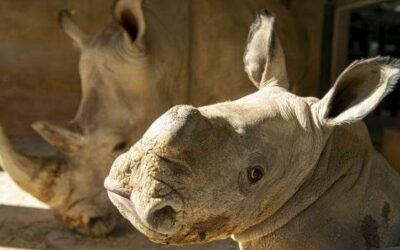 Baby White Rhino Born at Disney's Animal Kingdom
