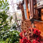 Gingerbread Baby Giraffe Surprises Guests at Disney's Animal Kingdom Lodge