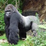 Gino the Gorilla Celebrates 41st Birthday at Disney's Animal Kingdom