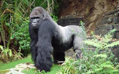 Gino the Gorilla Celebrates 41st Birthday at Disney's Animal Kingdom