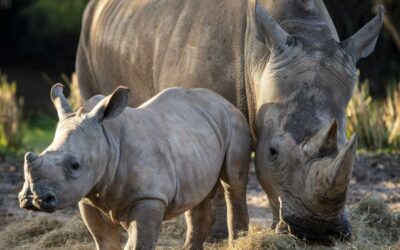 Baby White Rhino Joins the Kilimanjaro Safari Savanna at Disney's Animal Kingdom