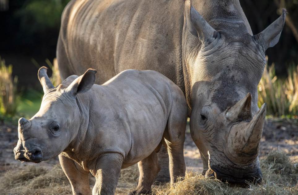 Baby White Rhino Joins the Kilimanjaro Safari Savanna at Disney's Animal  Kingdom 