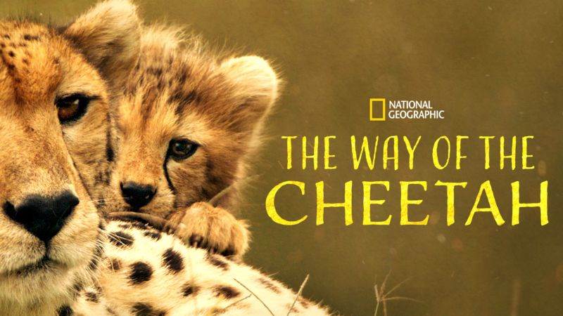 the-way-of-the-cheetah-disney-plus.jpg
