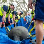 Disney Successfully Rehabilitates and Releases Manatee at Blue Spring State Park in Central Florida