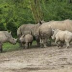 White Rhino Siblings All Together at Kilimanjaro Safari