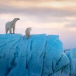 "Polar Bear": Filmmakers Discuss the Cuteness, Challenges, and Themes of the Latest Disneynature Film
