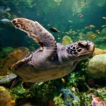 Sea World San Diego Reopens Newly Enhanced and Upgraded Sea Turtle Habitat