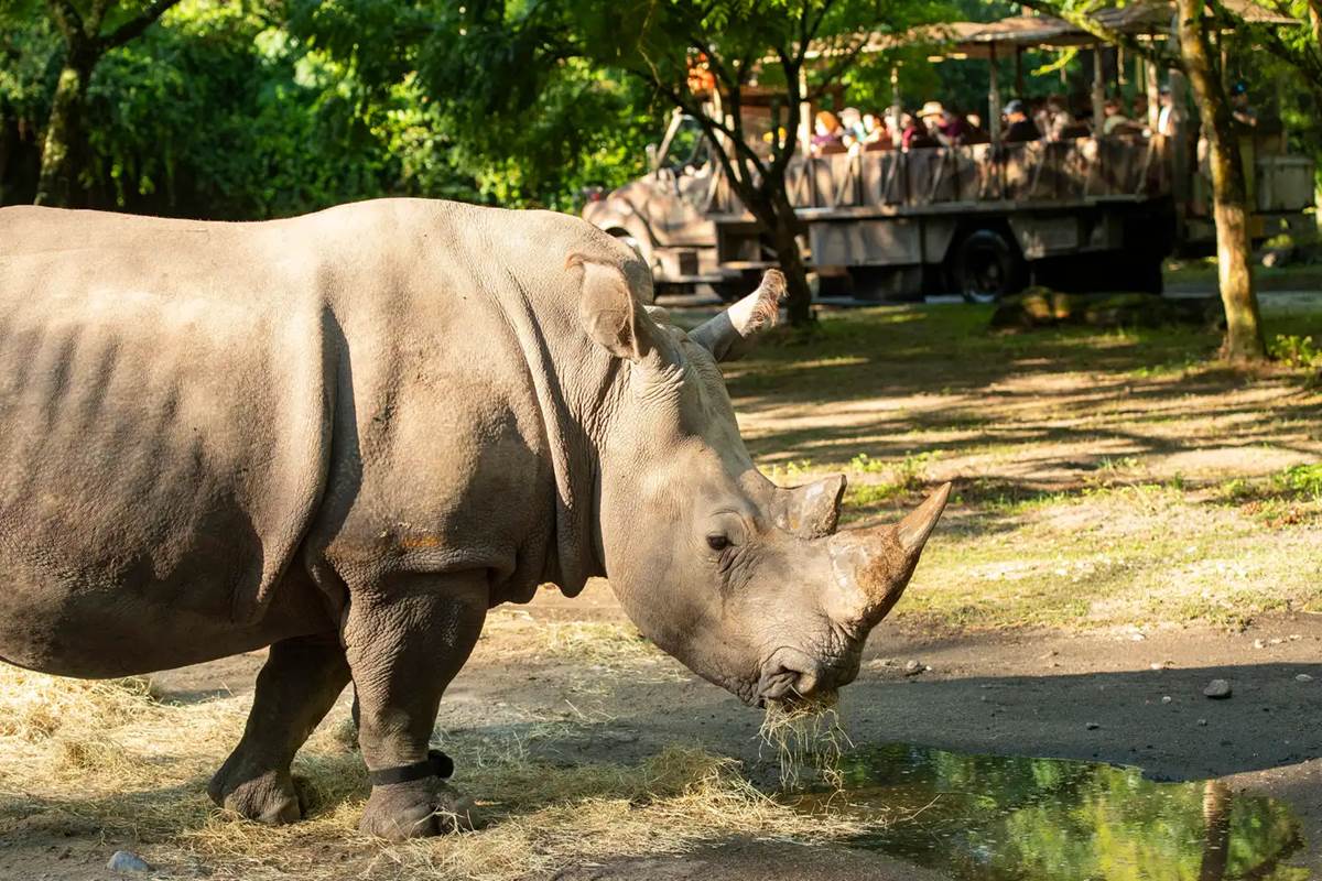 How Disney's Animal Kingdom is Using Fitness Trackers to Help Rhinos
