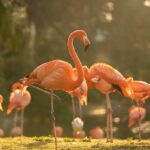 Flamingos Return to Busch Gardens Tampa Bay