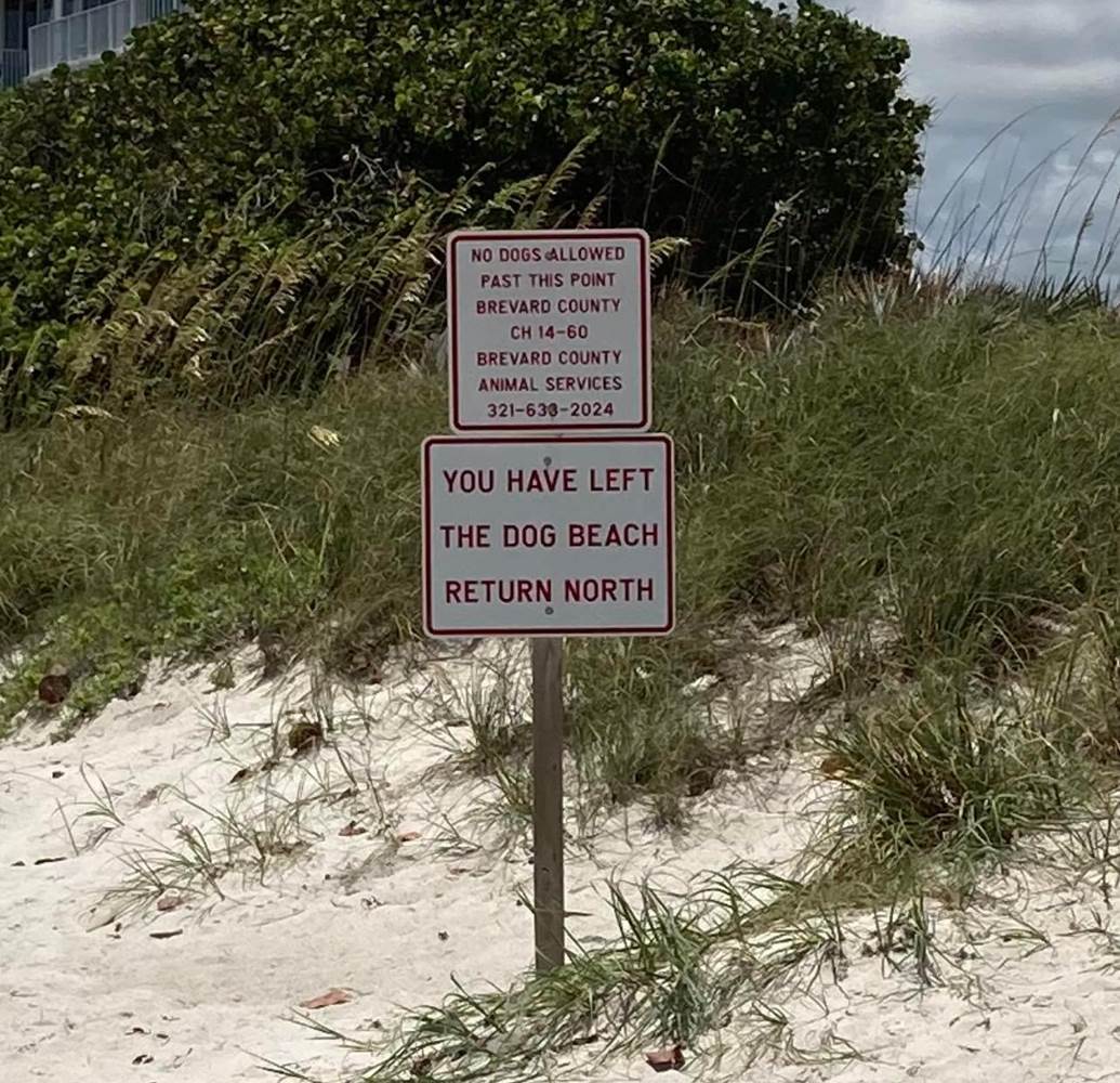 Are Dogs Allowed On Brevard County Beaches