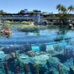 Photos: Walls Come Down Around the Finding Nemo Submarine Voyage Lagoon at Disneyland