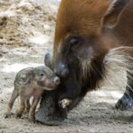 Red River Hog Piglet Born at Disney's Animal Kingdom Lodge