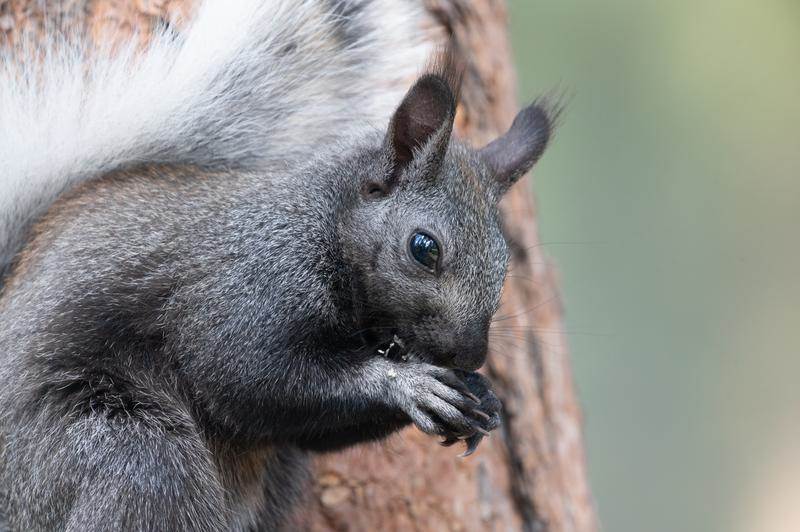 Kaibab Squirrel looking at the camera.
(National Geographic/Taylor Gray)