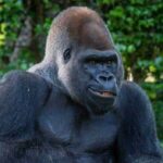 How Disney Helps the Gorillas at Disney's Animal Kingdom Stay Healthy