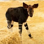 Rare Okapi Calf Born at Disney's Animal Kingdom Lodge