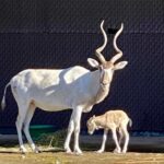 Rare Species of African Antelope Born at Disney's Animal Kingdom Lodge