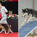 ESPN and the American Kennel Club Center Renew Media Rights Agreement For Telecasts of Dog Sport Competitions