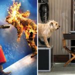 Special Effects Show and Animal Actors Permanently Closing at Universal Studios Hollywood