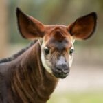 Beni the Okapi Makes First Appearance on Pembe Savanna at Disney’s Animal Kingdom Lodge