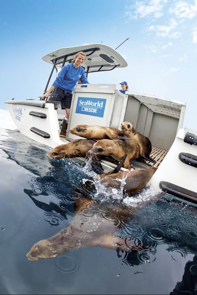 SeaWorld San Diego Gives Inside Look to Animal Care for One Weekend