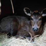 Disney's Animal Kingdom Welcomes Penny, A Yellow-Backed Duiker Calf