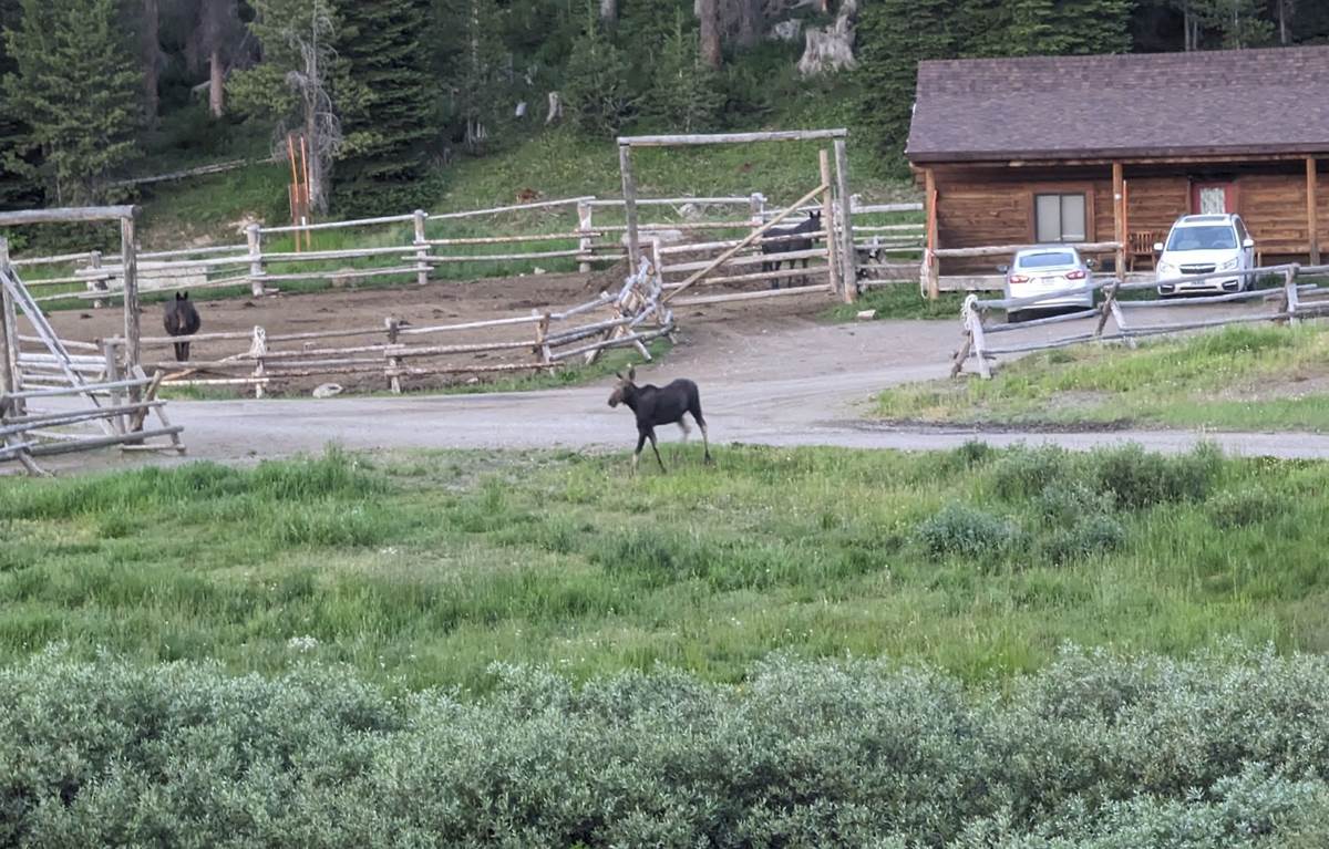 A Moose Decided to Come By