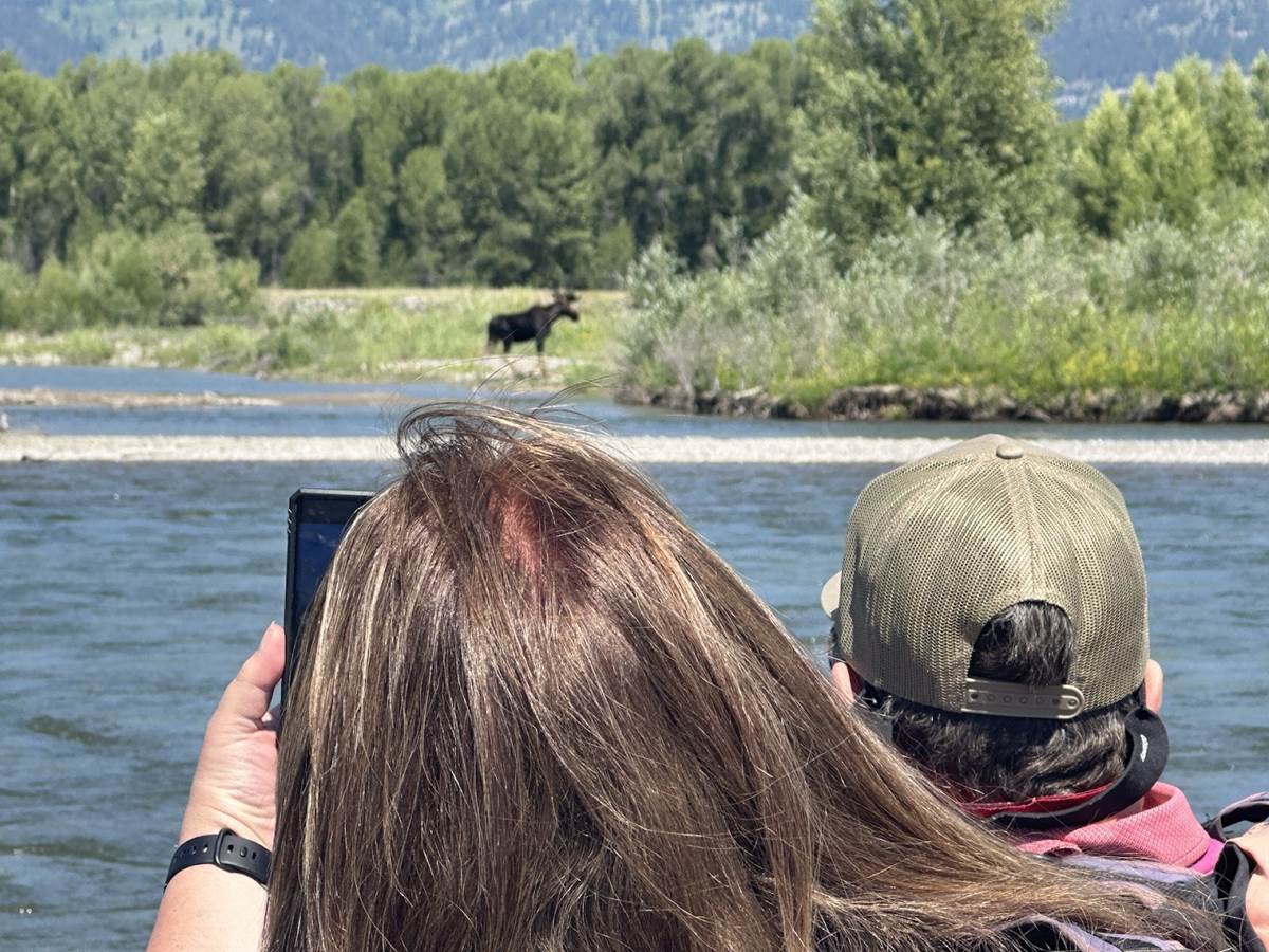 Those Who Took the Gentle Float Saw  a Moose
