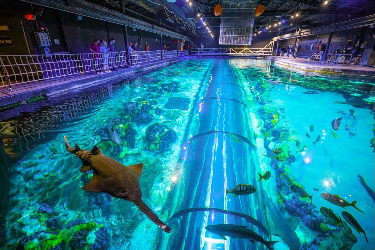 “Inside Look” Returns to SeaWorld Orlando with New Experiences on