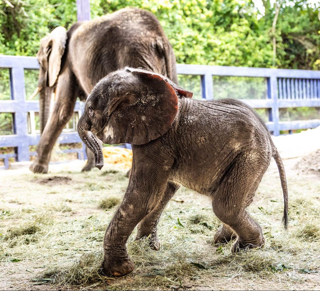 African Elephant Calf Born at Disney’s Animal Kingdom for First Time in