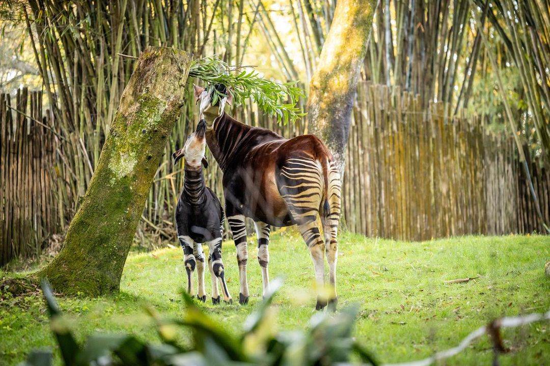 Disney’s Animal Kingdom Welcomes Baby Okapi Named After 50-Year Cast ...