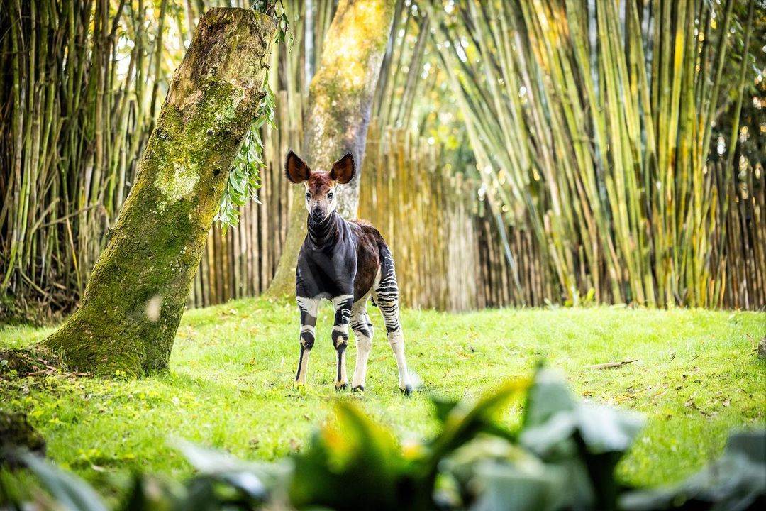 Disney's Animal Kingdom Welcomes Baby Okapi Named After 50-Year Cast Member - - Vimarsana News