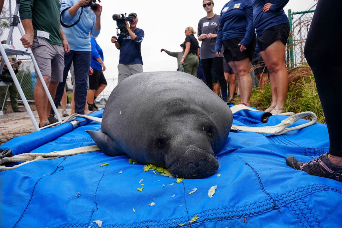 SeaWorld Orlando Returns Mother-Daughter Manatee Pair To Florida Waters After Unprecedented Dozen Lifesaving Procedures - Vimarsana News