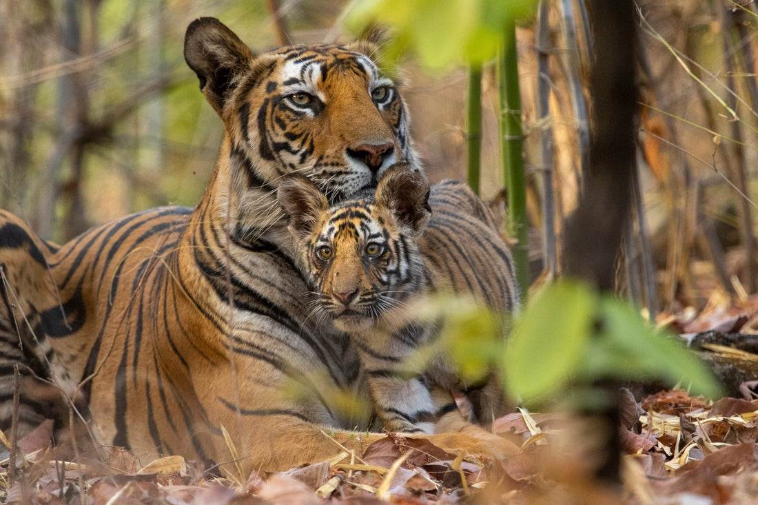 Disneynature Reveals Trailer For Upcoming Film "Tiger" - - Vimarsana News