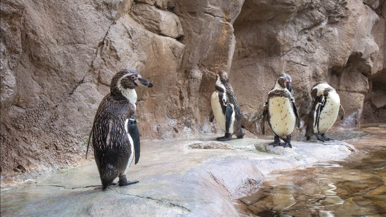 SeaWorld San Diego Introduces Humboldt Penguins on Exhibit