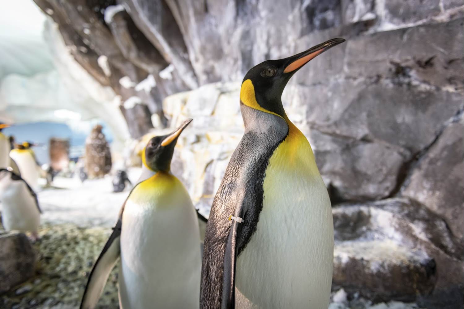 Penguin Trek Announces Opening Date at SeaWorld Orlando - LaughingPlace.com
