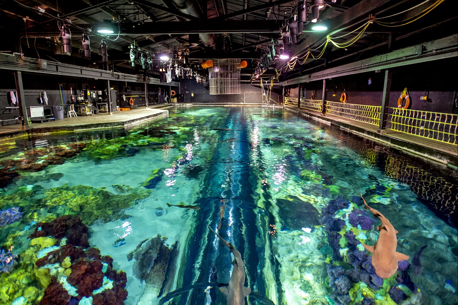 Inside Look Returns to SeaWorld Orlando for Two Weekends with New